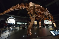 Kerangka Dinosaurus Terbesar Dipamerkan di New York