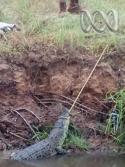 Ditemukan Lengan Wanita di Dalam Perut Buaya Ini