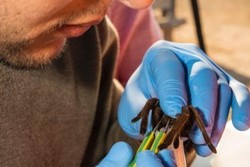 Peneliti Queensland Perah Tarantula Demi Ungkap Khasiat Racunnya