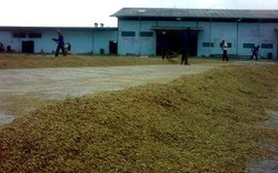 Bulog Bidik Penyerapan 3,9 Juta Ton Beras dari Petani Tahun Ini