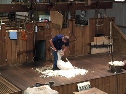 Australia Banget: Cukur Bulu Domba & Lempar Bumerang