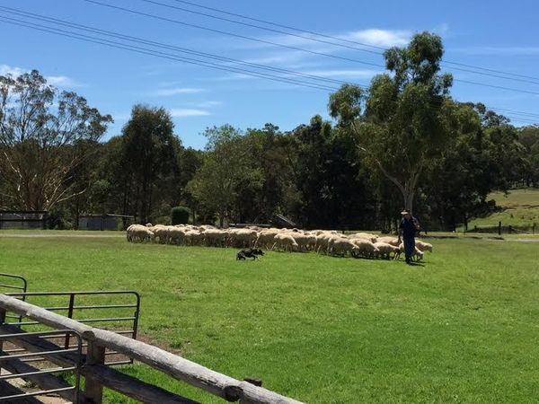Cukur Domba & Belajar Lempar Bumerang di Tobruk, Seru!