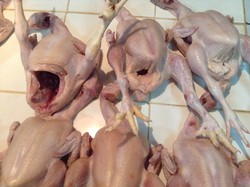 Kemendag Klaim Harga Daging Ayam Mulai Turun