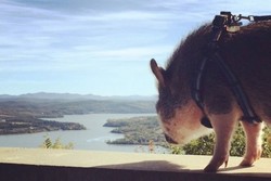 Bukan Cuma Orang, Ada Babi yang Doyan Traveling