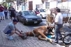 Dipaksa Kerja, Kuda Wisata di Meksiko Pingsan