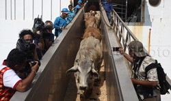 Kecuali Impor Sapi Indukan, Semua Ternak Kena PPN