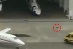 Gara-gara Seekor Anjing, Penerbangan di Bandara Brasil Delay