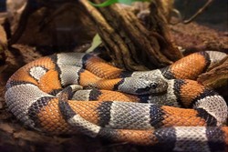 Mampir ke Museum Ular Berbisa di Amerika, Berani?