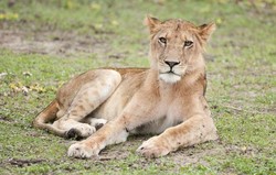 Singa Peliharaan Kabur, Jalanan Dubai Jadi Heboh