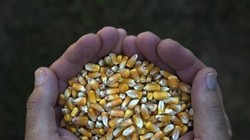 Bulog Mau Impor Jagung dari Thailand dan Malaysia