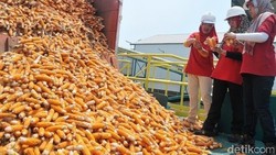 Hasil Rapat Diam-diam Mendag dengan Bulog dan Peternak, Harga Jagung Rp 3.750/kg