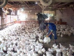 Pemerintah Turunkan Harga Jagung, Peternak : Harga Ayam bisa Rp 21.000/ekor
