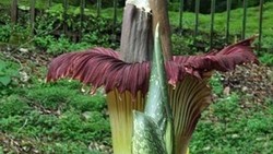 Ini Kata Traveler Soal Perusakan Bunga Bangkai di Kebun Raya Cibodas