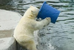 Lucunya, Beruang Kutub Sedang Minum di Kebun Binatang Moskow
