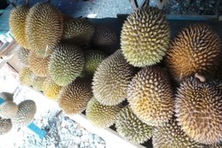 Nonton Gerhana Sambil Makan Durian di Pantai Talise, Palu