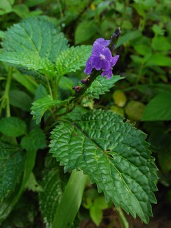 Perbedaan yang menyatu