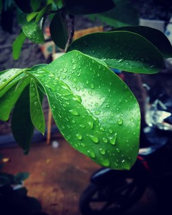 kenangan dibalik hujan