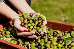 85.000 Ton Zaitun Berlapis Tembaga Sulfat Disita Kepolisian Italia