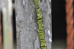 Sarang Semut di Papan Ulin