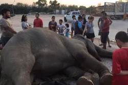 Gara-gara Kembang Api, Gajah Wisata di Thailand Mati