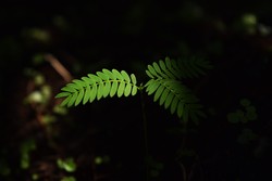 Beauty in the dark