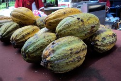 Asyiknya Jalan-jalan Sambil Belajar Tentang Cokelat di Kampung Coklat Blitar