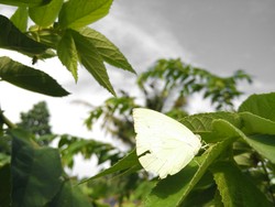 The Last Day of Butterfly