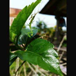 belalang di pagi hari