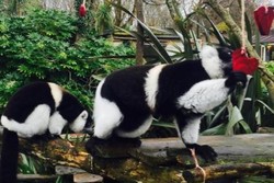 Valentine, Lemur Kebun Binatang Inggris Diberi Snack Berbentuk Hati