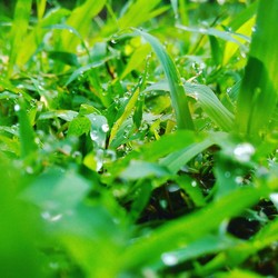 Rumput segar embun pagi