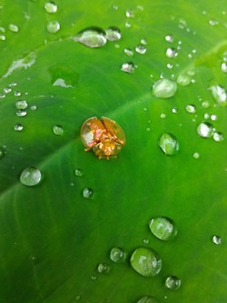 Golden Ladybugs