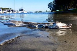 Traveler Temukan Makhluk Aneh Terdampar di Pantai Australia
