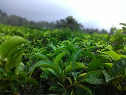 Kebun Teh Ndoro Donker