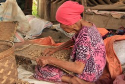 Kacang Barandang, Oleh-oleh Khas Puncak Lawang