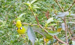 aku hijau sekitarku hijau