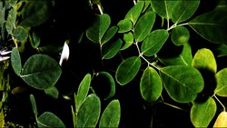 Daun Kelor: Yang Bermanfaat Yang terlupakan