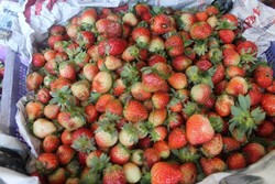 Yang Segar dari Berastagi: Buah Strawberry