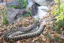 Traveler Pergoki Ular Piton Telan Seekor Kangguru di Australia