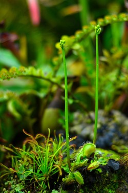 Carnivora Plant