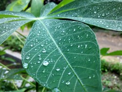 Butiran embun diatas daun ubi.