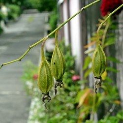 Bunga Yang Digantung