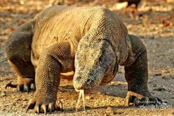 5 Pulau Cantik yang Dihuni Oleh Binatang