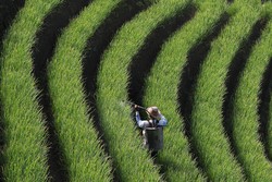 Terasering Majalengka