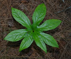 Keindahan dalam kesendirian