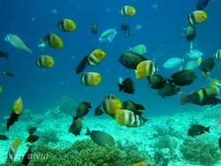 Pernah Dengar Nama Gili Tralala di Lombok?