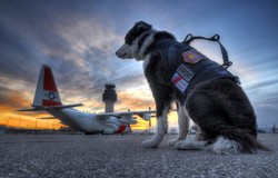 Piper, Penjaga Bandara Paling Menggemaskan Sedunia