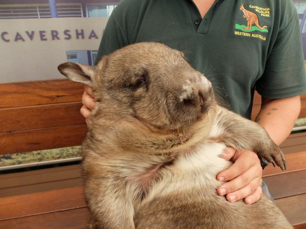 Wombat, Si Jelek Nan Menggemaskan dari Australia