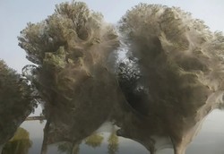 Cerita Pohon Hantu di Pakistan