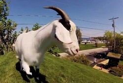 Satu-satunya di Dunia, Restoran Pelihara kambing di Atas Atap