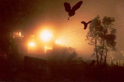 Misteri Burung Bunuh Diri Massal di India